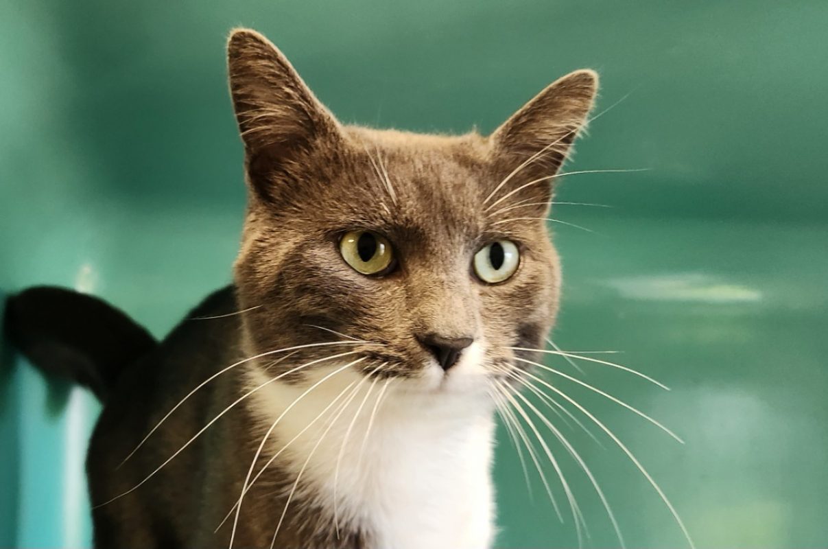 Bakou - Chat Européen à adopter