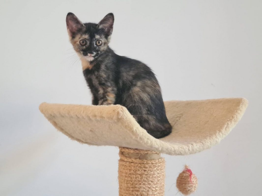 Beyonce - Chat Européen à adopter