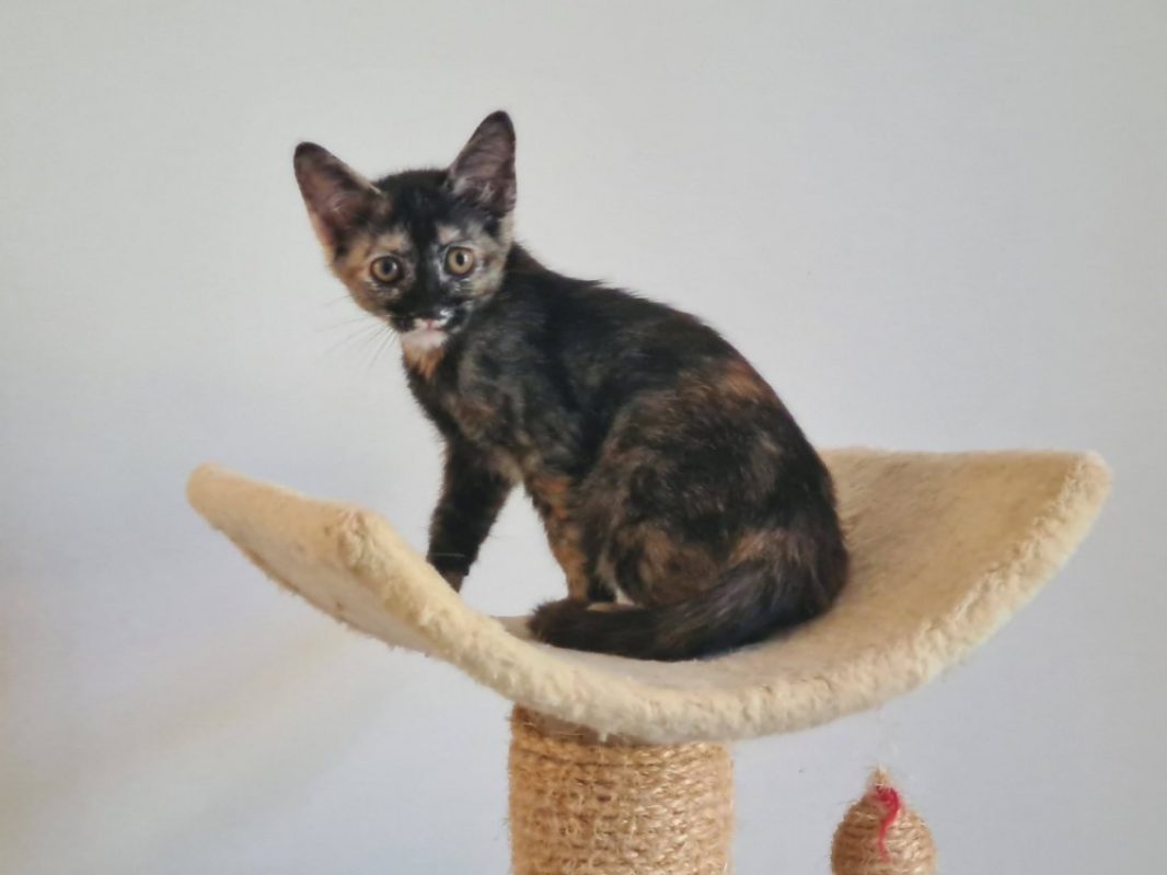 Beyonce - Chat Européen à adopter - photo 2