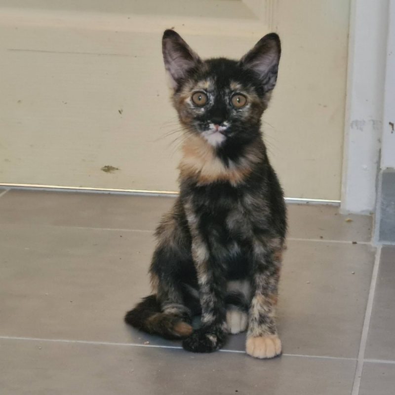 Beyonce - Chat Européen à adopter - photo 3