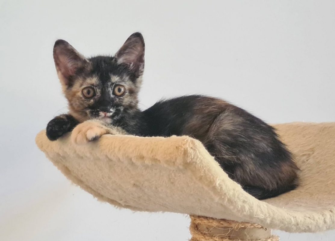 Beyonce - Chat Européen à adopter - photo 4