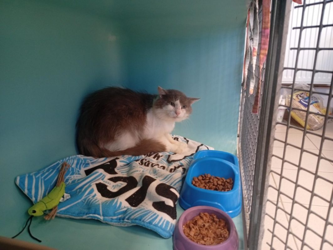 Relique - Chat à adopter