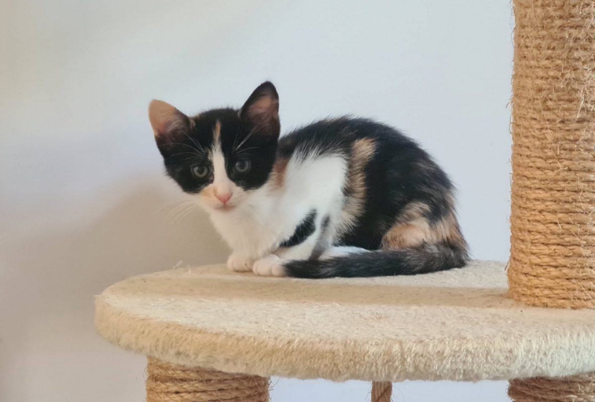 Britney - Chat Européen à adopter