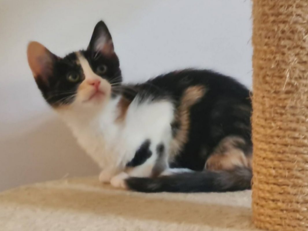 Britney - Chat Européen à adopter - photo 3