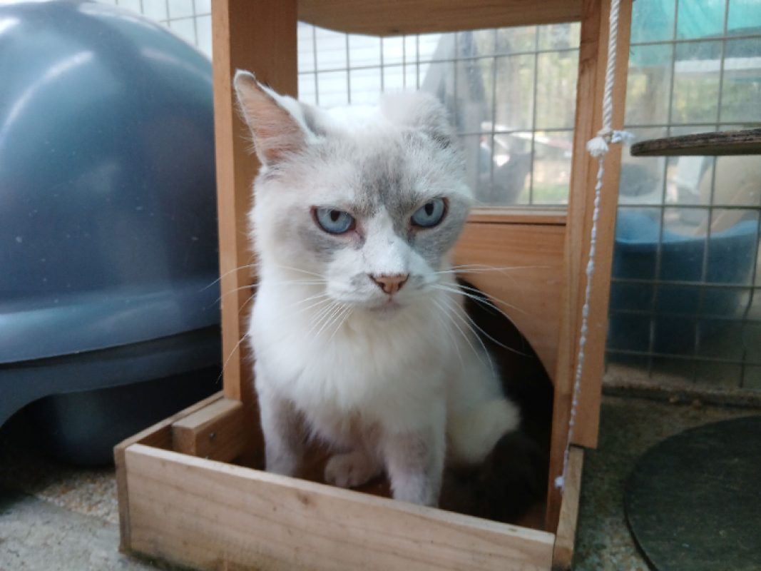 Igloo - Chat Européen à adopter