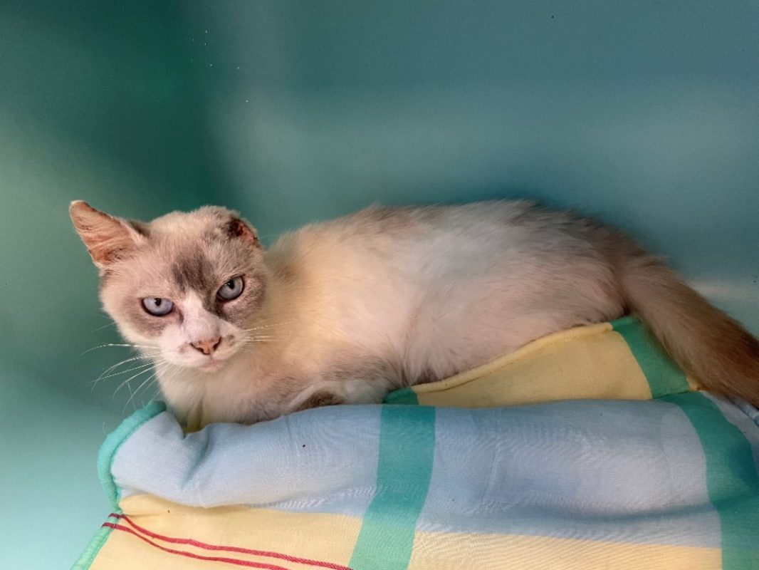 Igloo - Chat Européen à adopter - photo 2