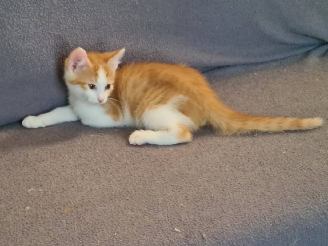 Ben - Chat Européen à adopter - photo 2