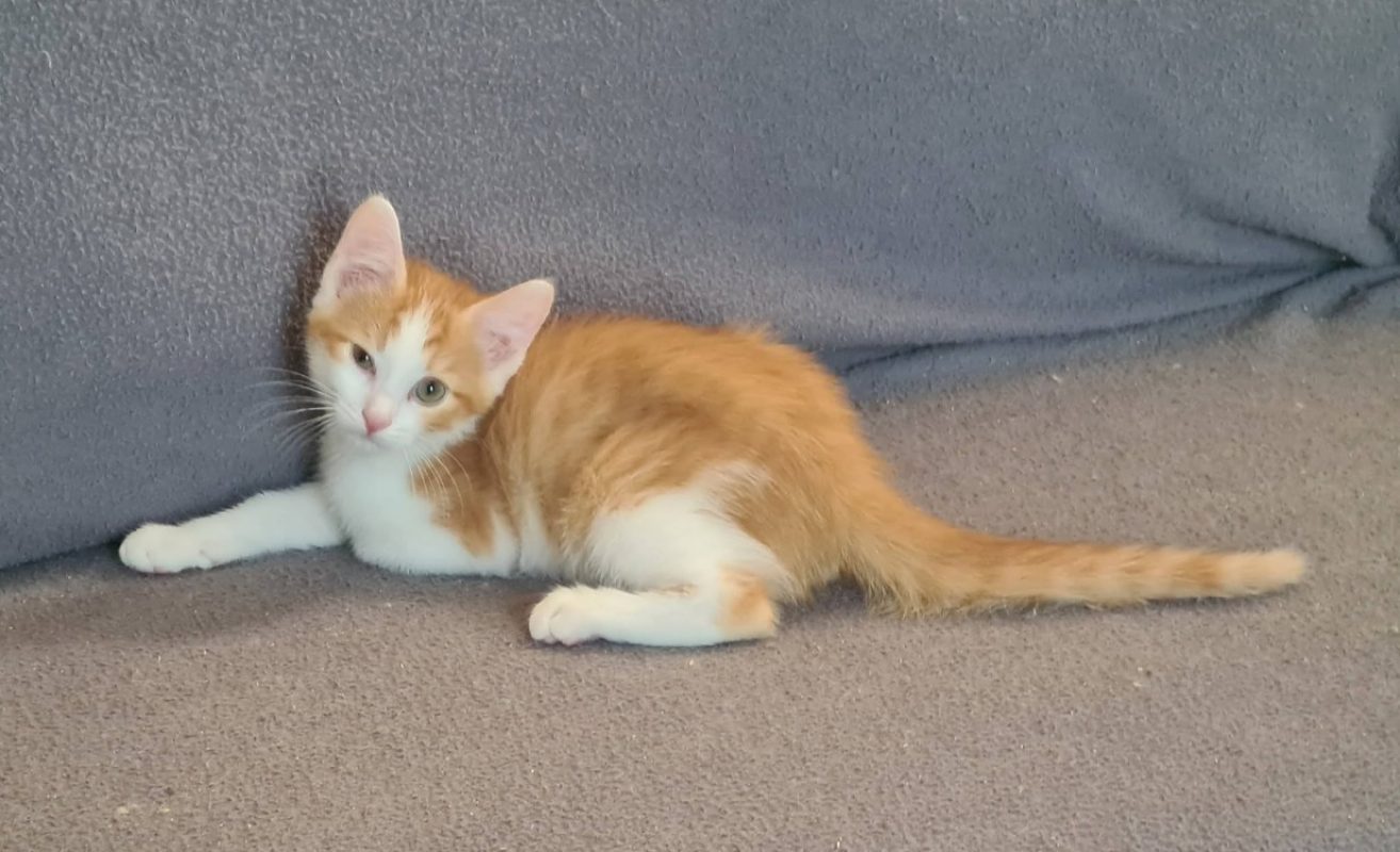 Ben - Chat Européen à adopter - photo 4