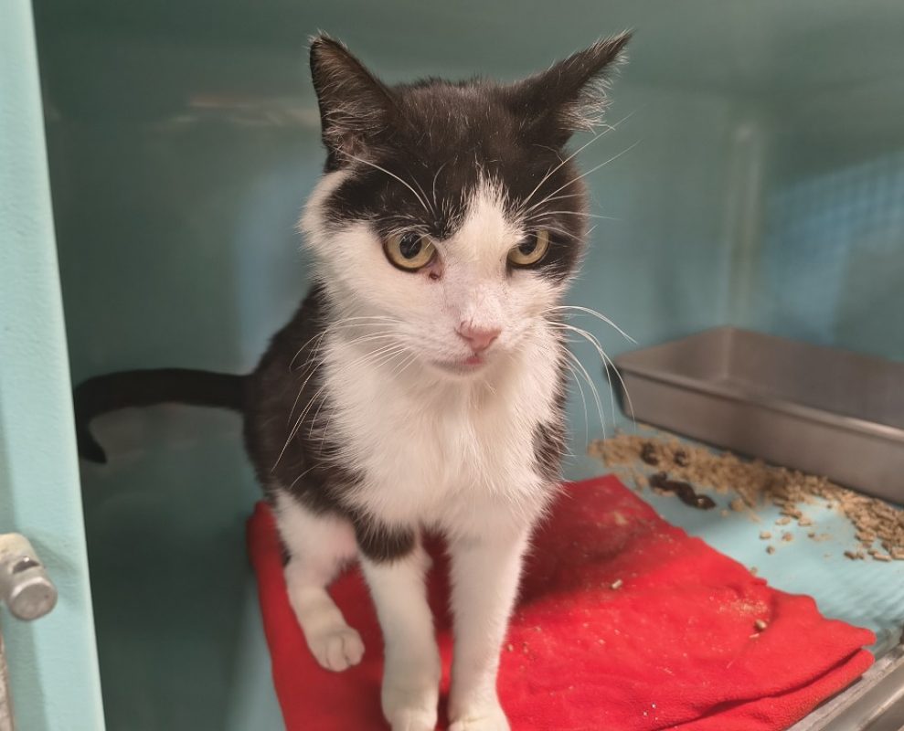 Picollino - Chat Européen à adopter
