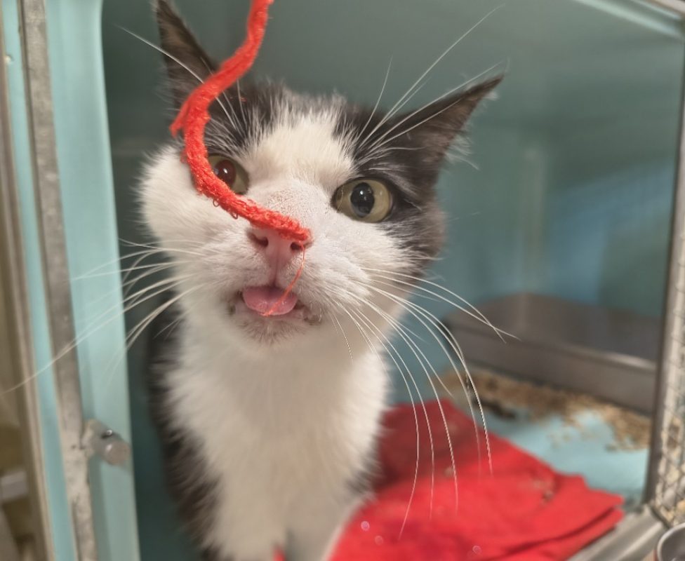 Picollino - Chat Européen à adopter - photo 2