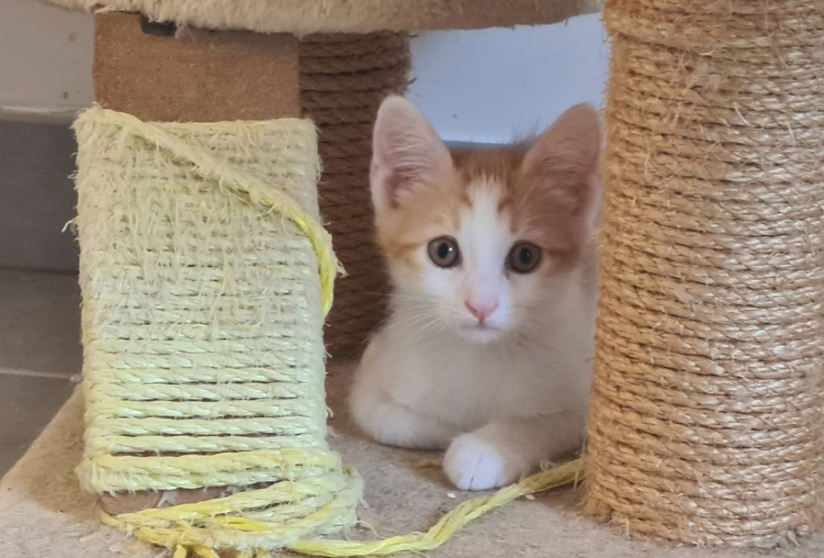 Bob - Chat Européen à adopter
