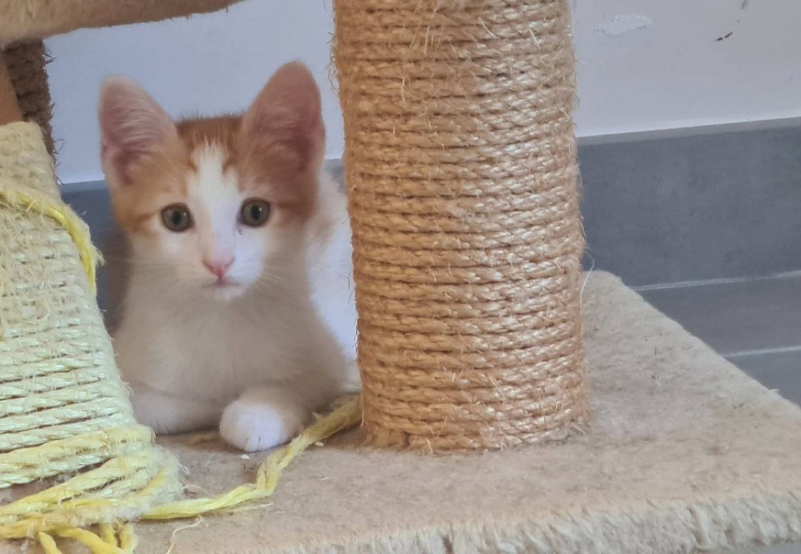 Bob - Chat Européen à adopter - photo 2