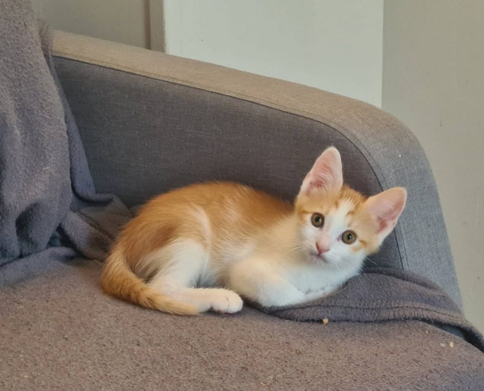 Bob - Chat Européen à adopter - photo 3