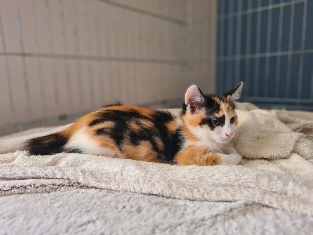 Bonnie - Chat Européen à adopter - photo 2