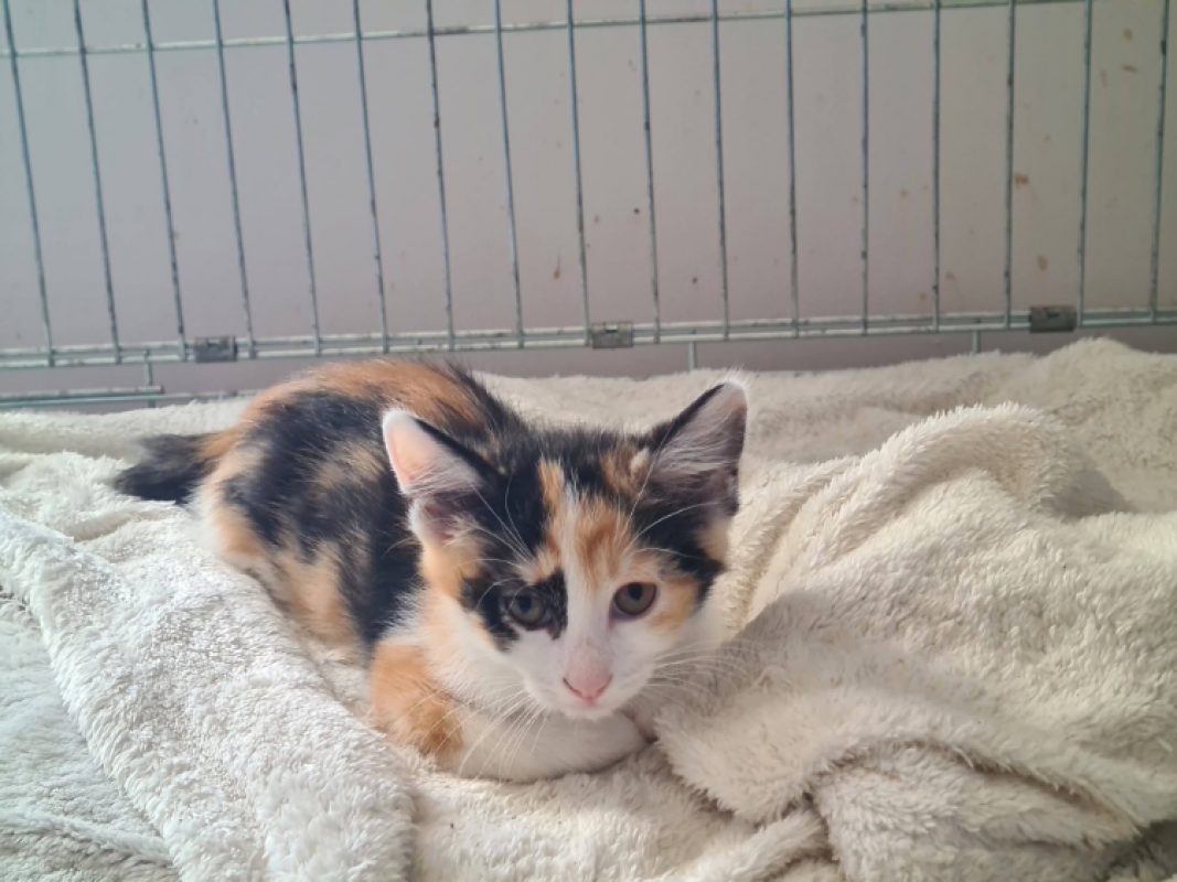 Bonnie - Chat Européen à adopter - photo 3