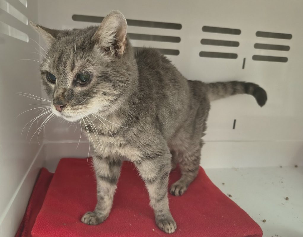 Martine - Chat Européen à adopter