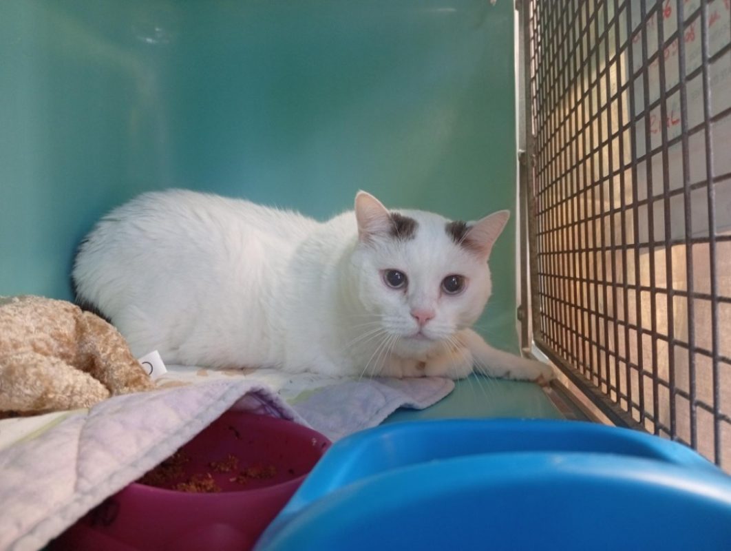 Dembele - Chat Européen à adopter