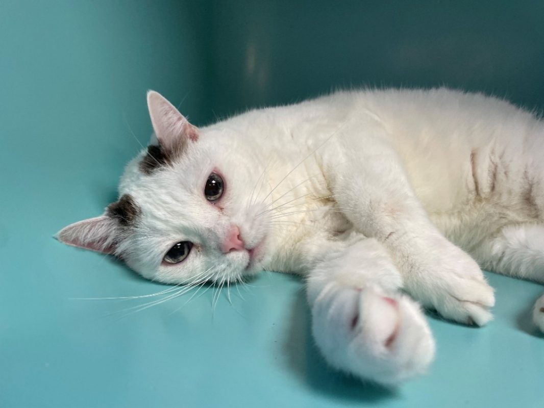 Dembele - Chat Européen à adopter