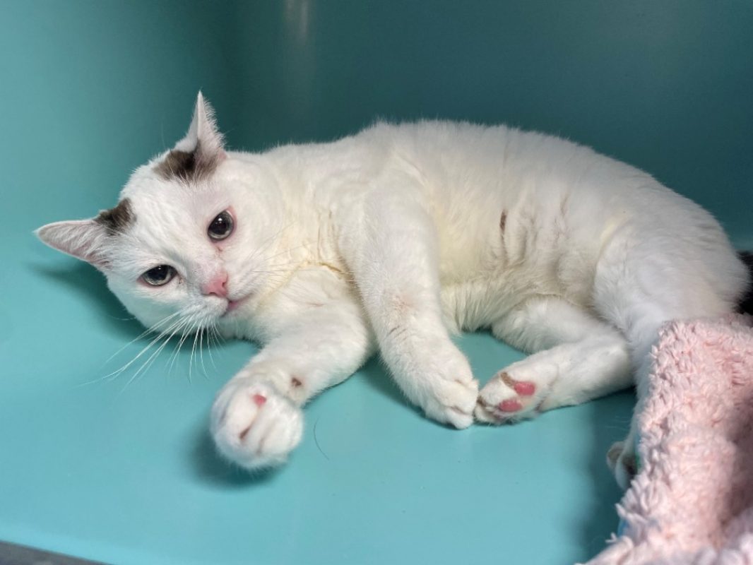 Dembele - Chat Européen à adopter - photo 2
