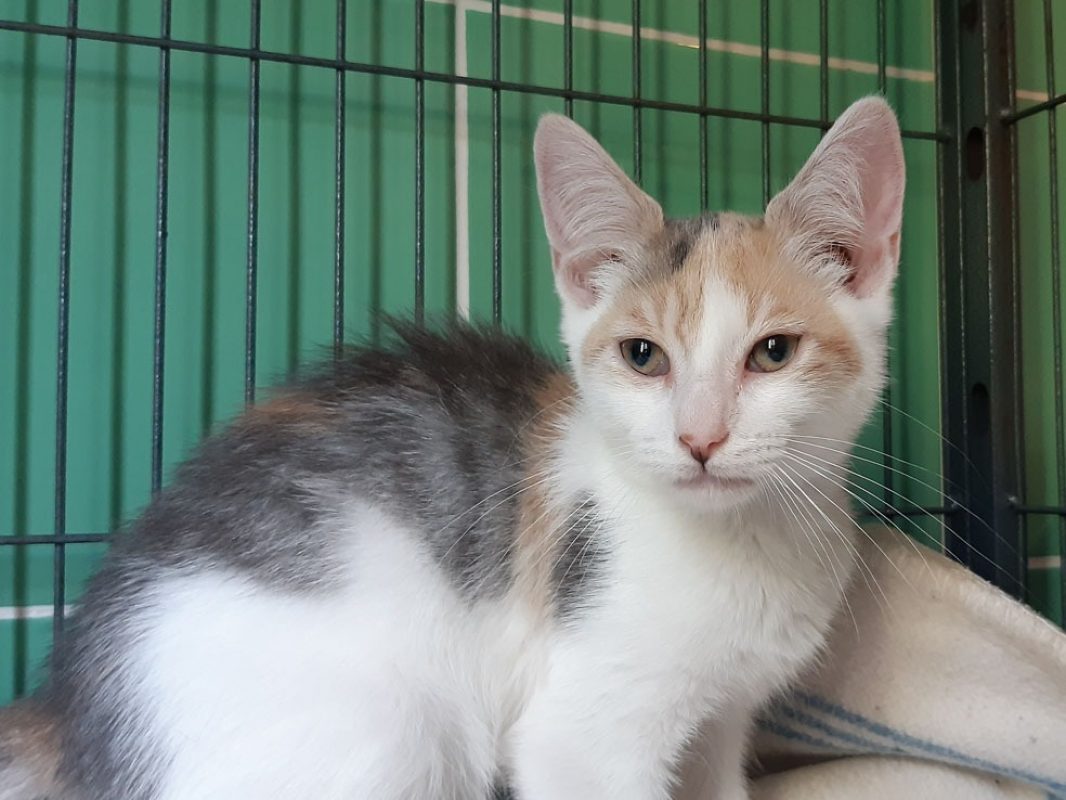 Criss - Chat Européen à adopter
