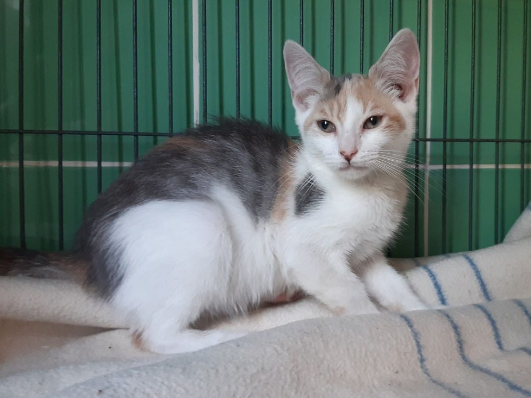 Criss - Chat Européen à adopter - photo 2