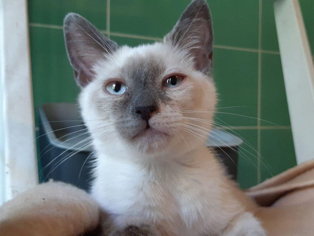 Croustille - Chat Européen à adopter
