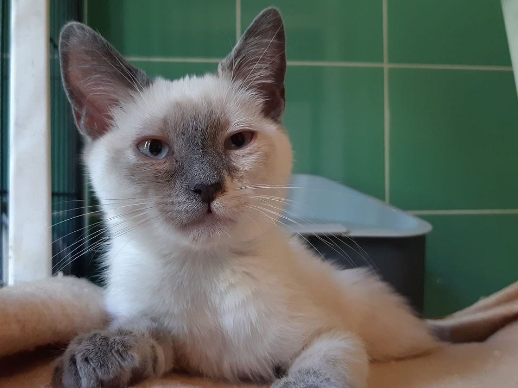 Croustille - Chat Européen à adopter - photo 2