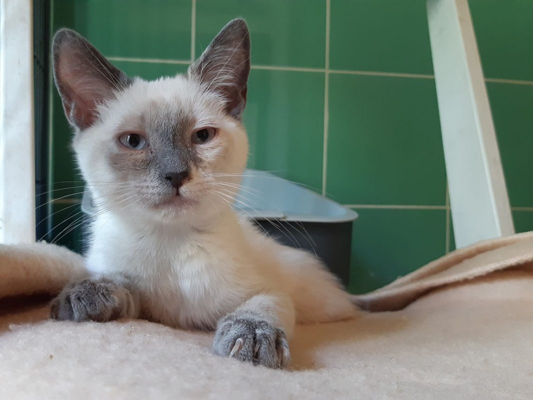 Croustille - Chat Européen à adopter - photo 3