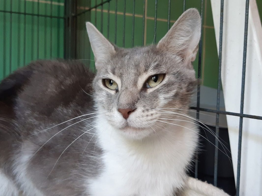 Camerise - Chat Européen à adopter