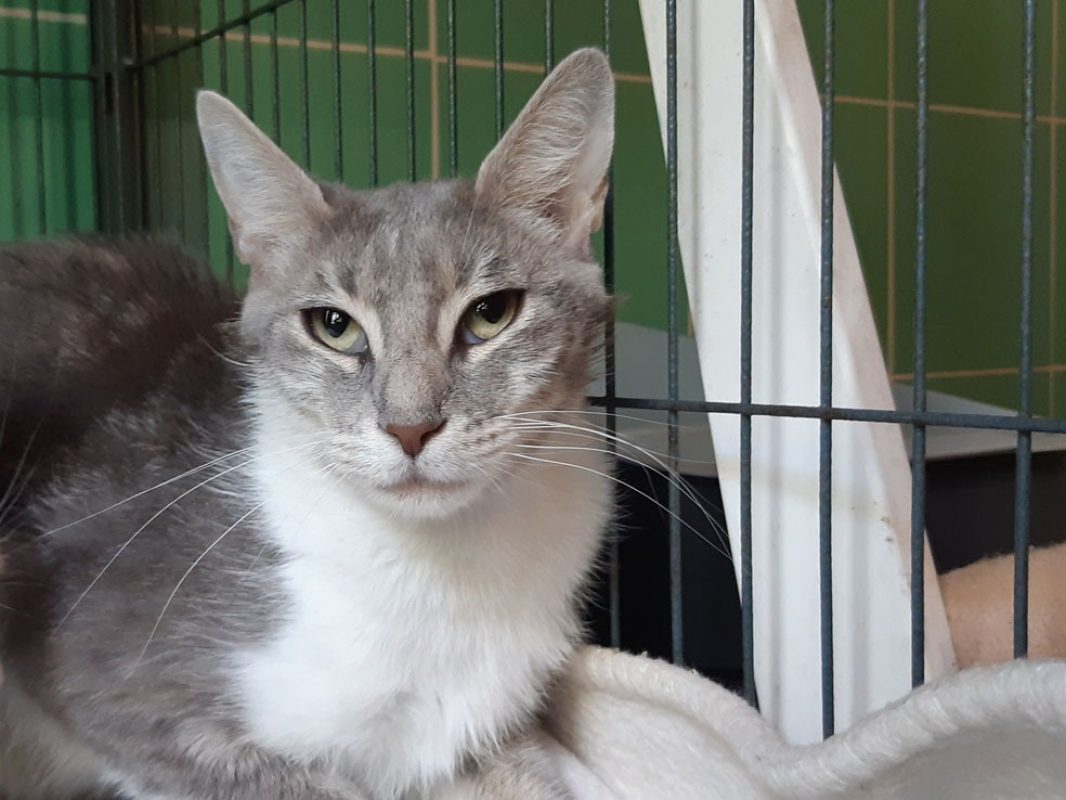 Camerise - Chat Européen à adopter - photo 2