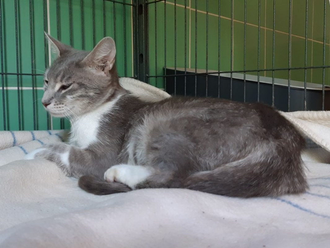 Camerise - Chat Européen à adopter - photo 3