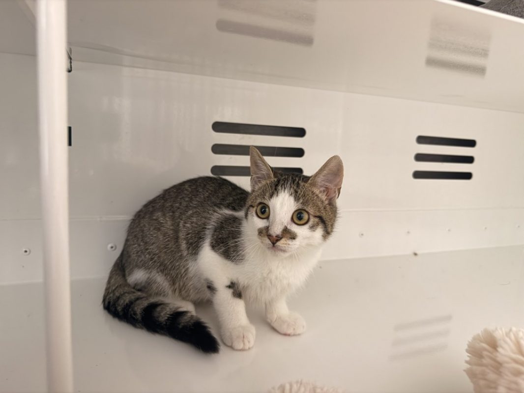 Perlooz - Chat Européen à adopter