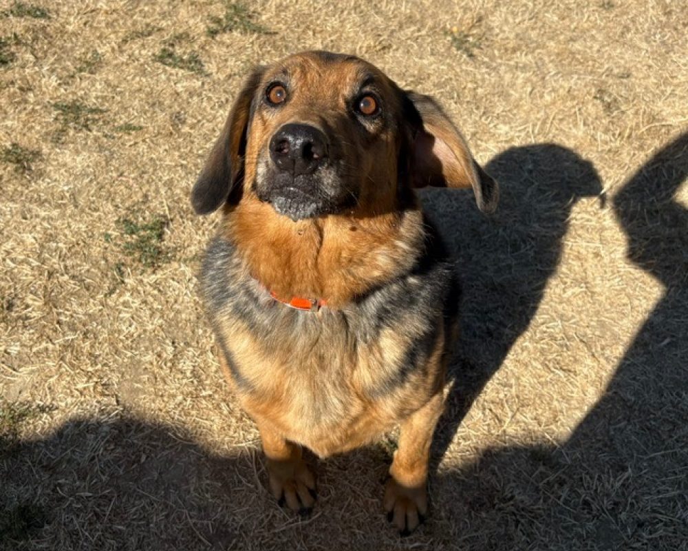 Marcus - Chien à adopter