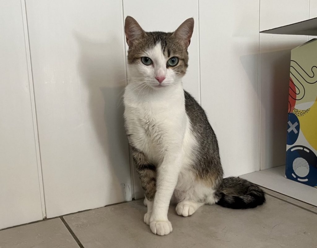 Pompom - Chat Européen à adopter