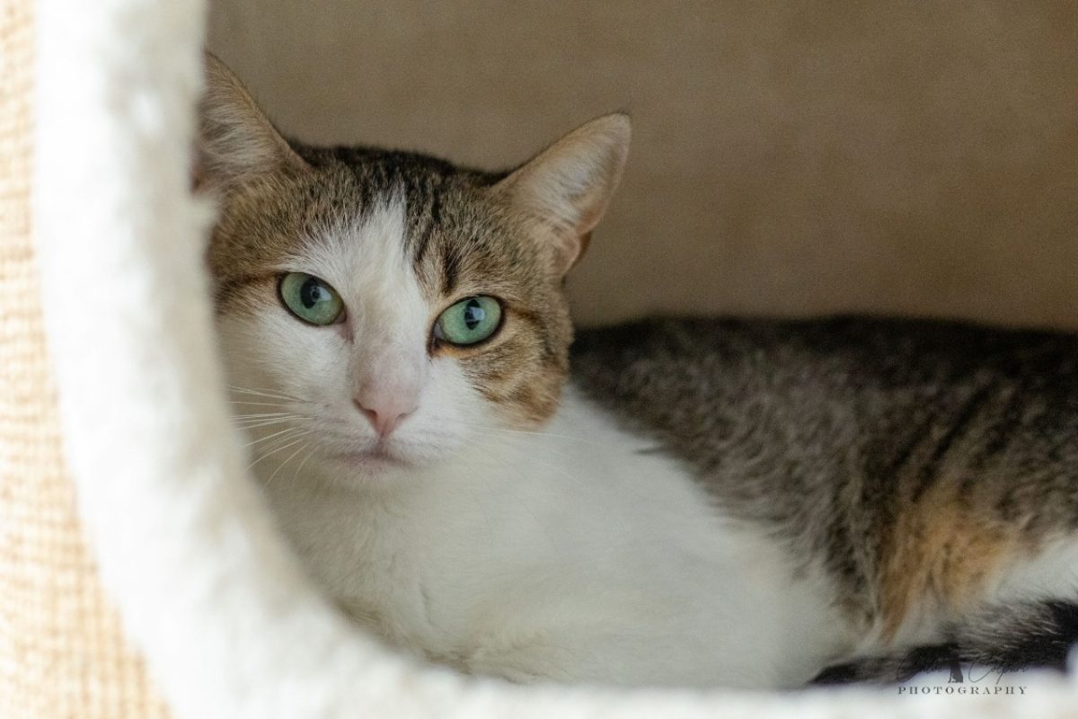 Pompom - Chat Européen à adopter