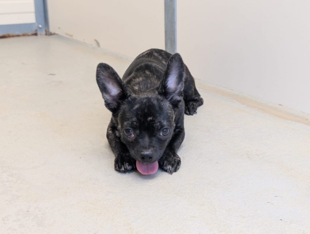 Bidouille - Chien à adopter - photo 3