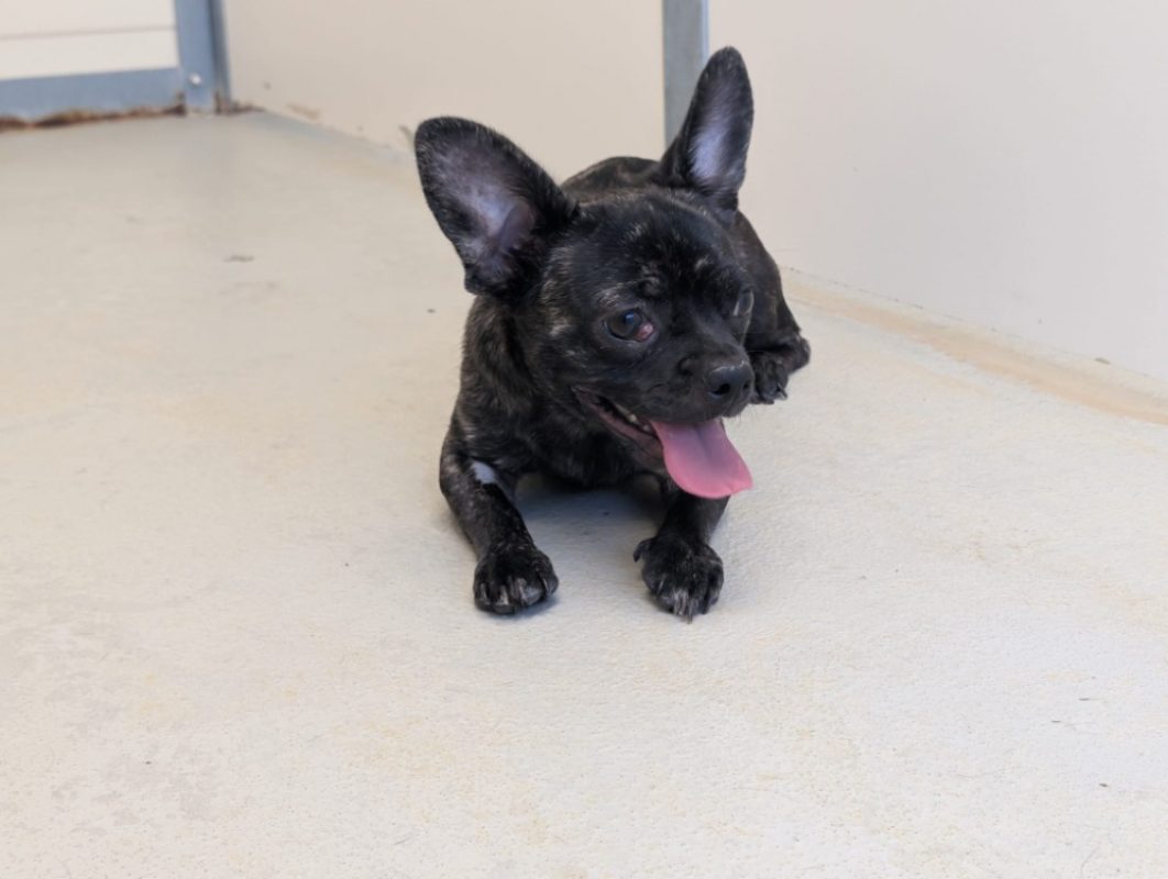Bidouille - Chien à adopter - photo 4