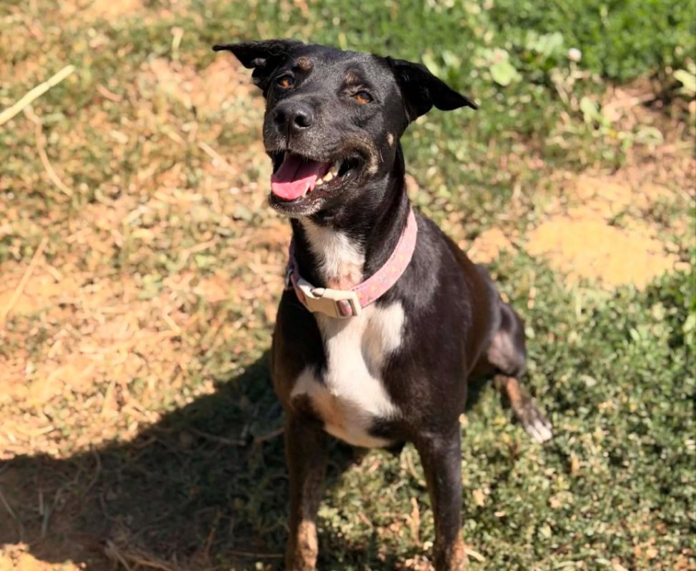Saga - Chien Berger à adopter