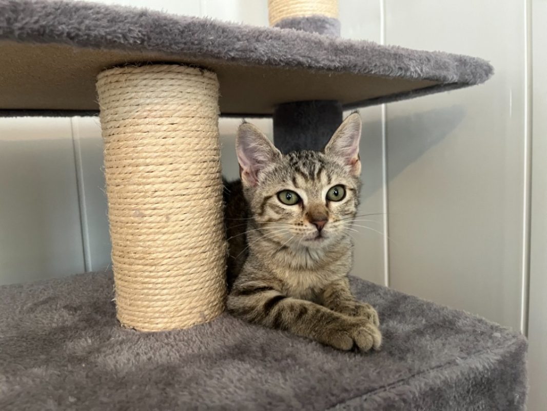 Corail - Chat Européen à adopter