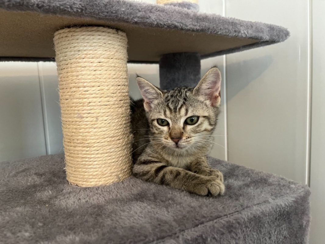 Corail - Chat Européen à adopter - photo 2