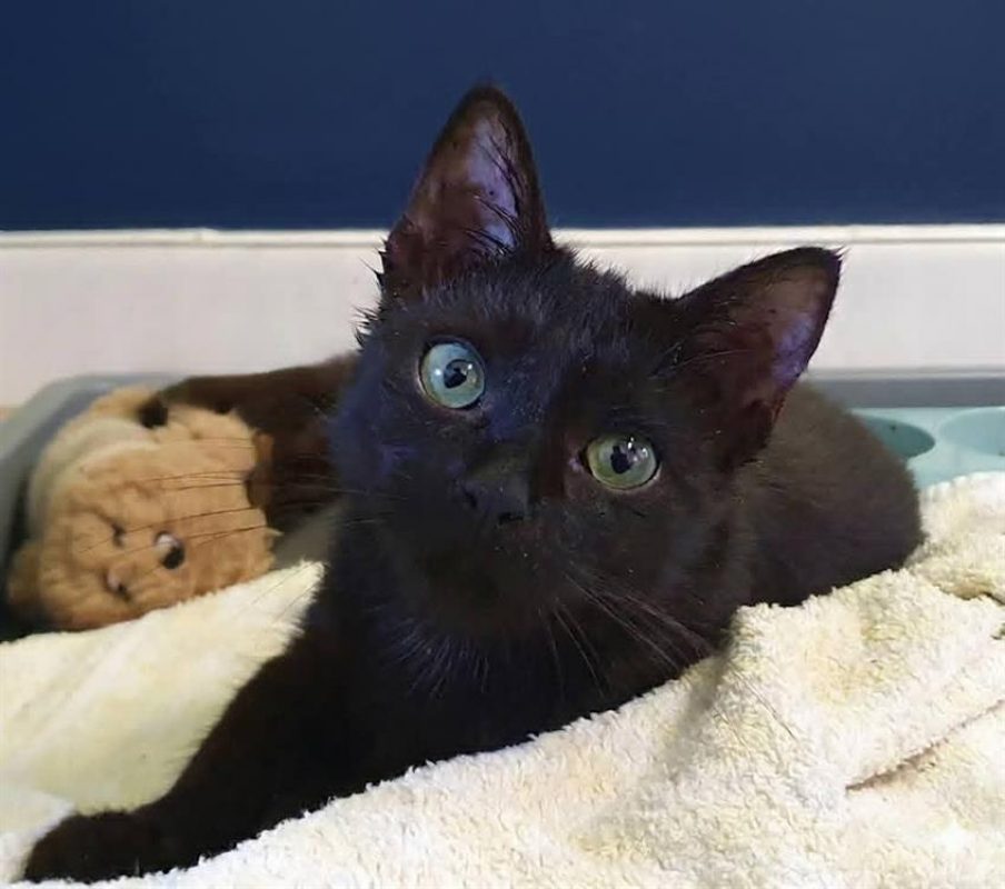 Zazie - Chat Européen à adopter