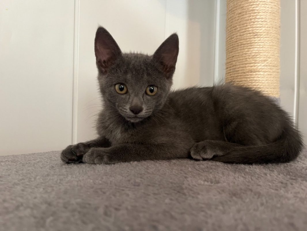 Bidou - Chat Européen à adopter