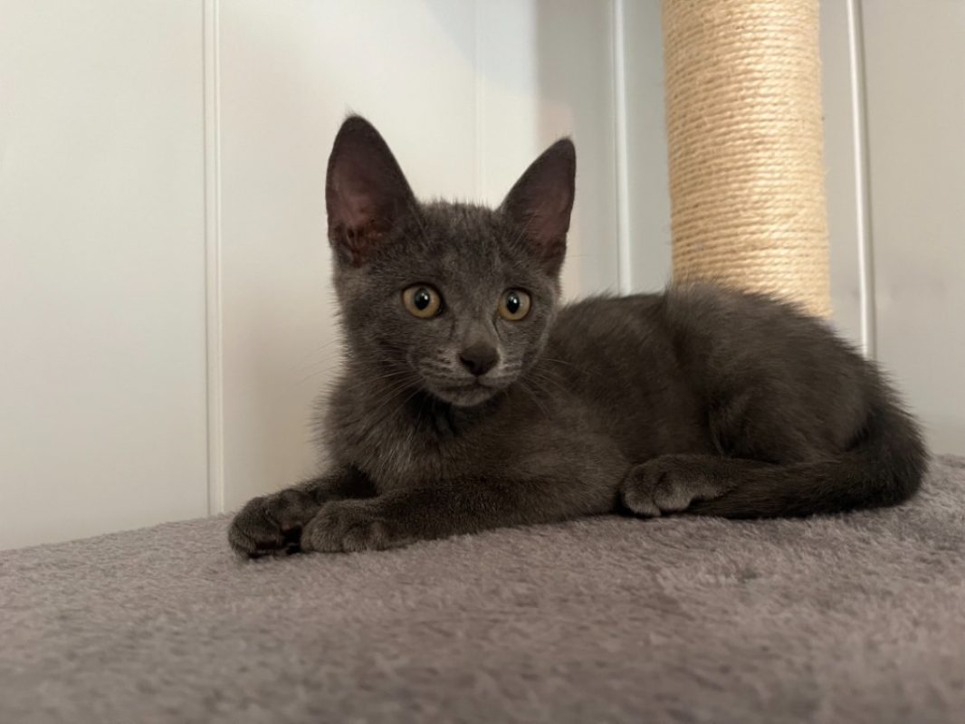 Bidou - Chat Européen à adopter - photo 2