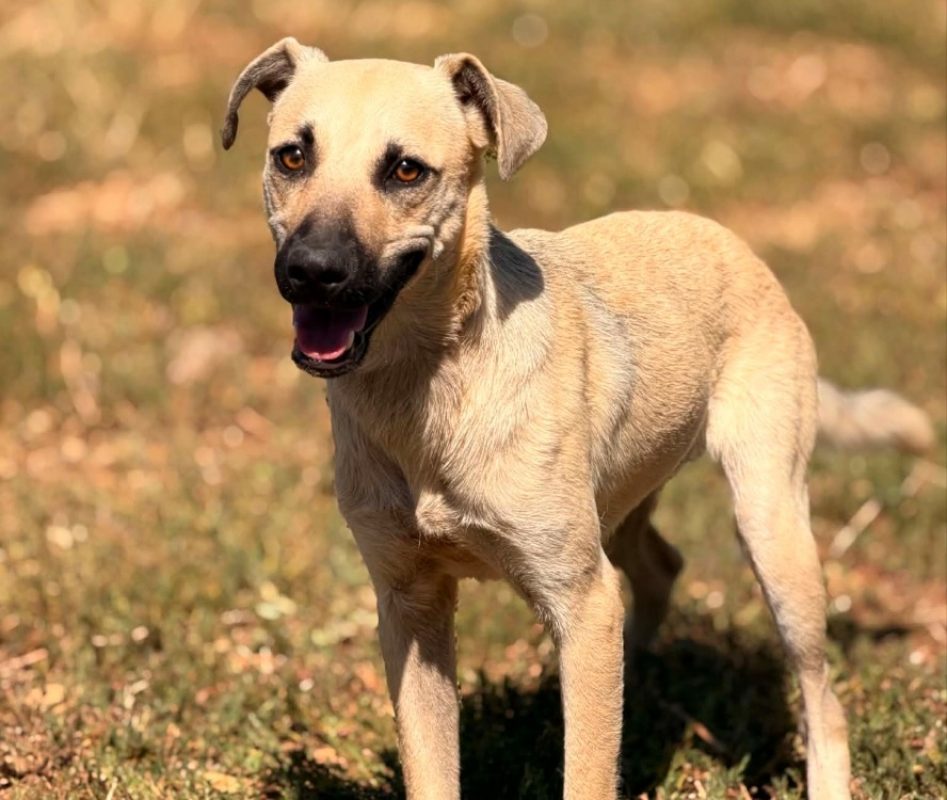 Sutton - Chien Berger à adopter