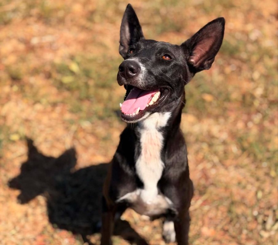 Vale - Chien Berger à adopter