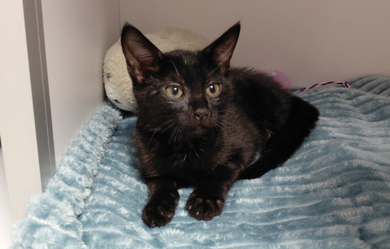 Mia - Chat Européen à adopter