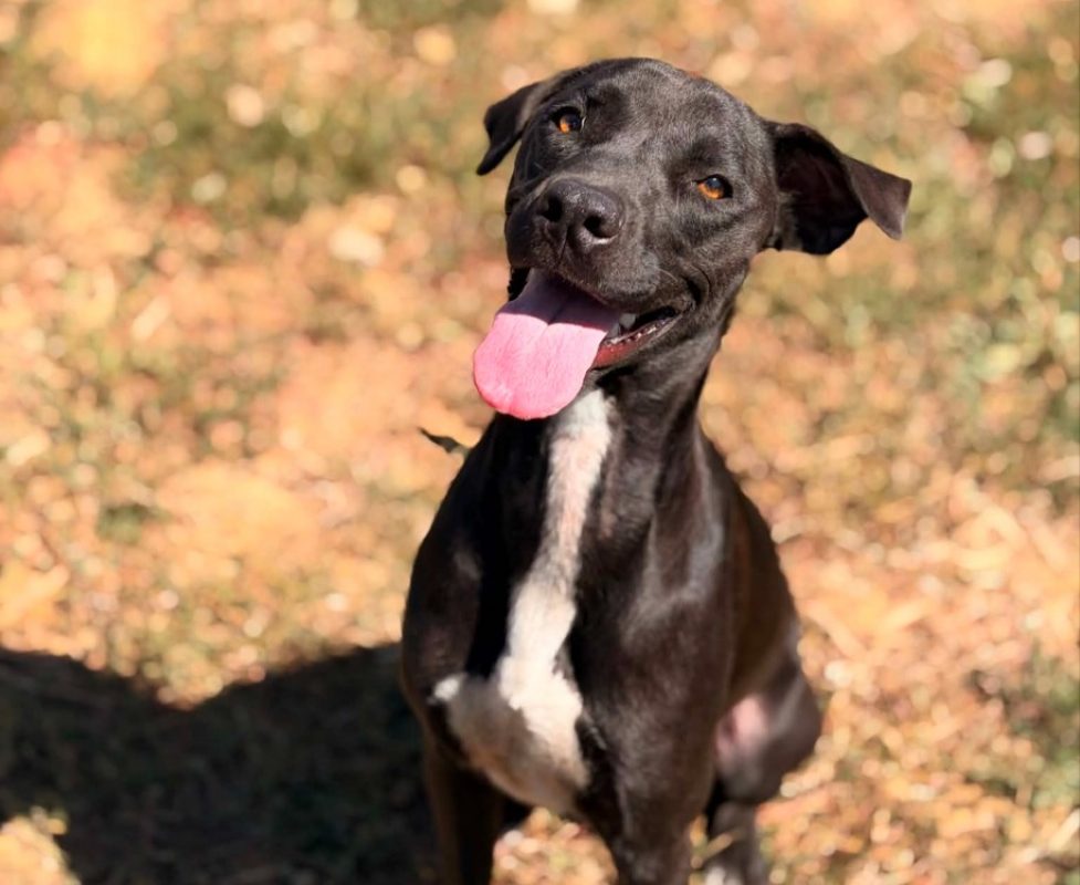 Latina - Chien Berger à adopter