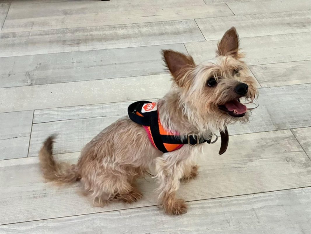 Pom - Chien Yorkshire Terrier à adopter