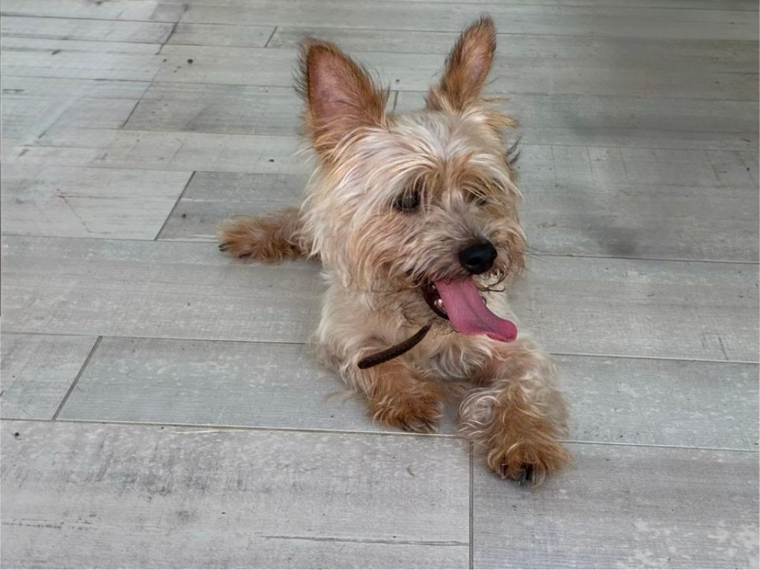 Pom - Chien Yorkshire Terrier à adopter - photo 2