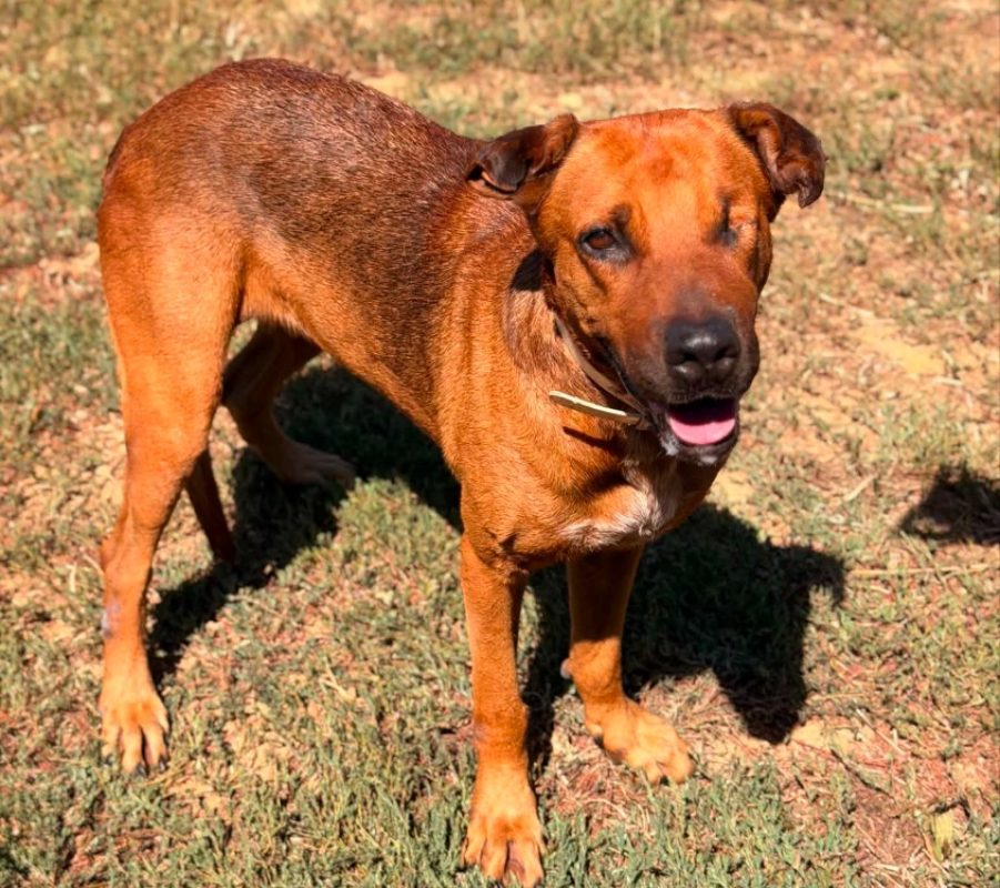 Etel - Chien Berger à adopter
